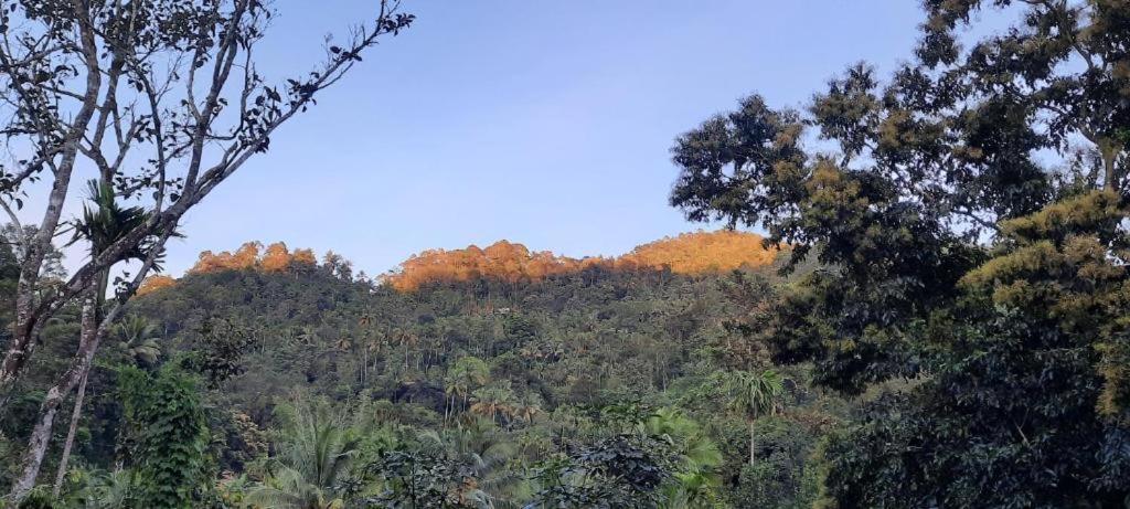 Linn View Home Stay Munnar Exteriör bild